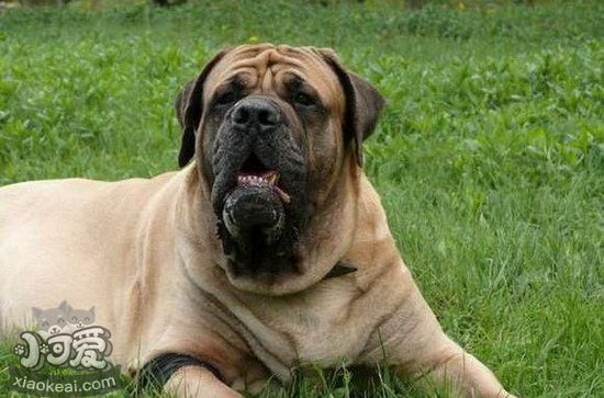 馬士提夫犬怎么養 馬士提夫獒犬飼養注意事項1