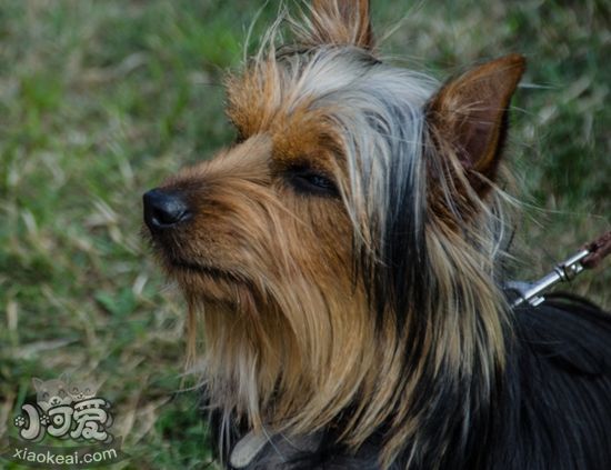 絲毛梗不肯吃狗糧怎么辦 絲毛梗不吃狗糧解決辦法