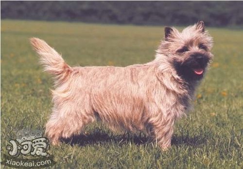 凱恩梗怎么養 凱恩梗飼養要點