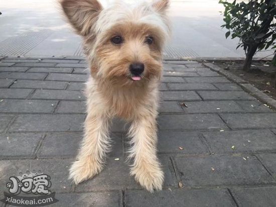 凱恩梗怎么護(hù)理 凱恩梗護(hù)理小技巧