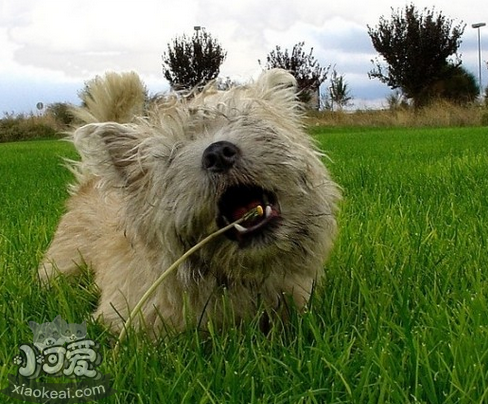 凱恩梗耳朵發(fā)炎怎么治療 耳朵發(fā)炎治療方法