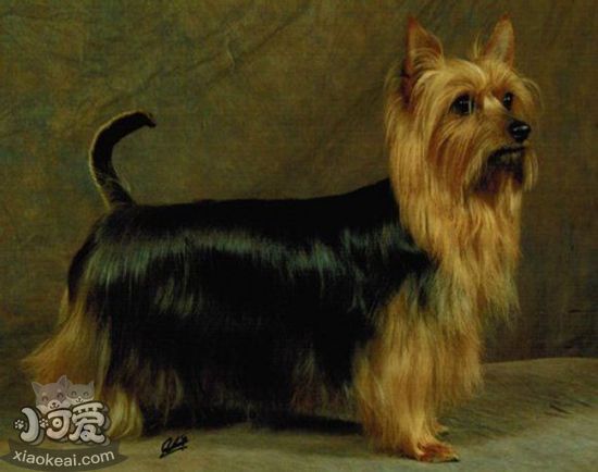 澳大利亞梗怎么修毛 澳大利亞梗修毛方法