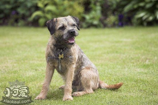邊境梗怎么除狗虱子 邊境梗狗虱子去除方法