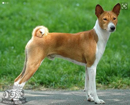 巴仙吉犬養之前要準備什么 巴仙吉犬飼養準備