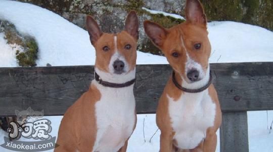 巴仙吉犬耳朵怎么清潔 巴仙吉犬耳朵清潔方法