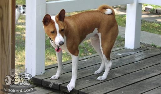 巴仙吉犬怎么修毛 巴仙吉犬美容注意事項