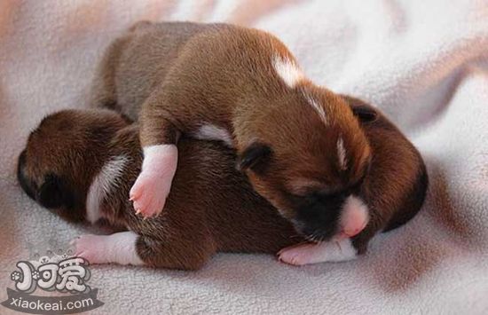 巴仙吉犬細小病毒怎么預防 犬細小病毒預防方法