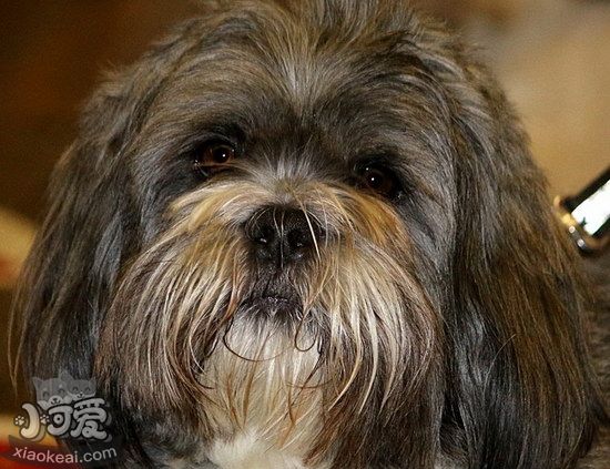 拉薩犬發(fā)燒怎么解決 拉薩犬發(fā)燒處理方案1