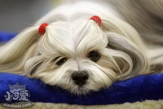 拉薩犬拉稀怎么處理 拉薩犬拉肚子解決方法1