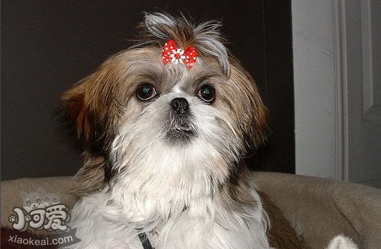 拉薩犬患皮膚病怎么治 拉薩犬皮膚病治療方法1