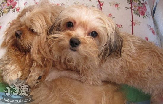 拉薩犬耳朵怎么清潔 拉薩犬耳朵護(hù)理方法1