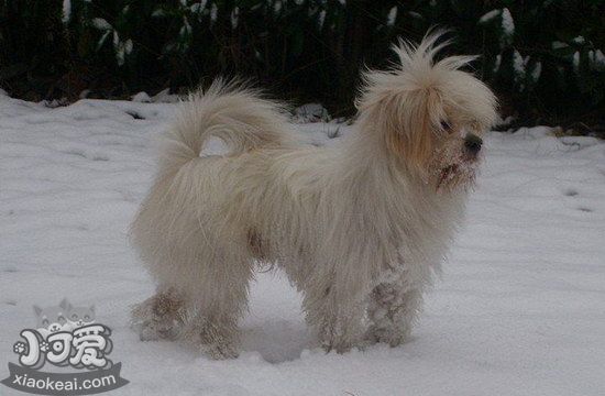 怎么給拉薩犬拔耳毛 拉薩犬拔耳毛方法1