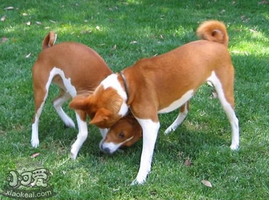 巴仙吉犬牙周炎怎么治療 牙周炎治療方法