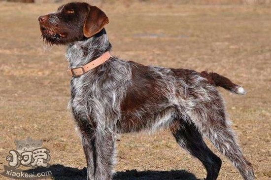 卷毛尋回犬怎么驅蟲 卷毛尋回犬驅蟲方法1