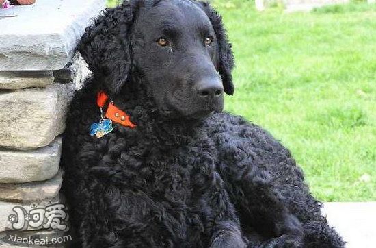 卷毛尋回犬怎么修剪指甲 卷毛尋回犬剪指甲技巧1