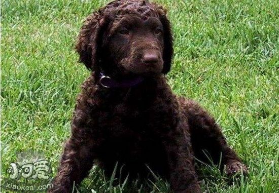 卷毛尋回犬發(fā)燒怎么解決 卷毛尋回犬發(fā)燒處理方法1