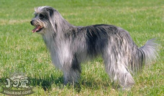 比利牛斯牧羊犬好養嗎 比利牛斯牧羊犬飼養技巧