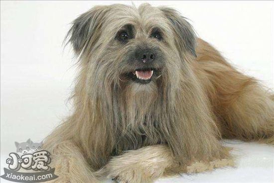 比利牛斯牧羊犬有跳蚤怎么辦