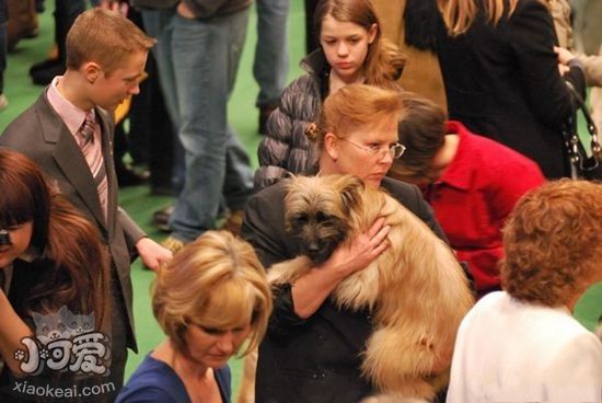 比利牛斯牧羊犬幼犬怎么養 幼犬飼養注意事項