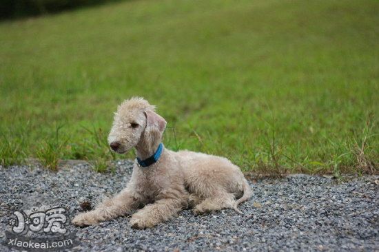 貝靈頓梗怎么養(yǎng) 貝靈頓梗飼養(yǎng)注意事項(xiàng)1