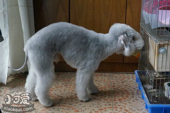 貝靈頓梗怎么剪指甲 貝靈頓梗指甲修剪方法1