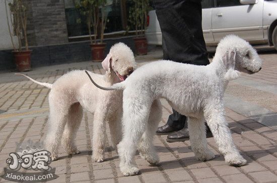 貝靈頓梗怎么自制狗糧 貝靈頓梗自制狗糧配方推薦1