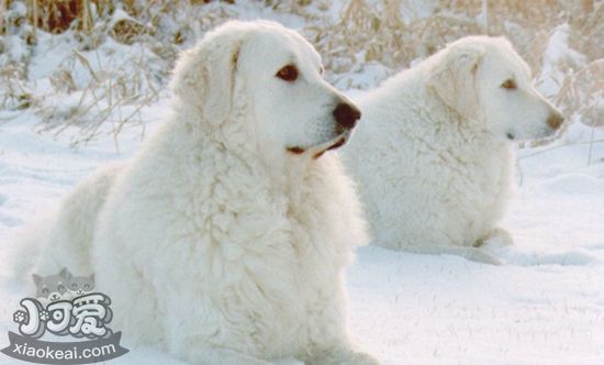 庫瓦茲犬身上有細(xì)菌怎么辦 庫瓦茲犬細(xì)菌處理方法