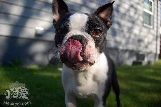 波士頓梗拉肚子怎么處理 波士頓梗拉稀治療方法1