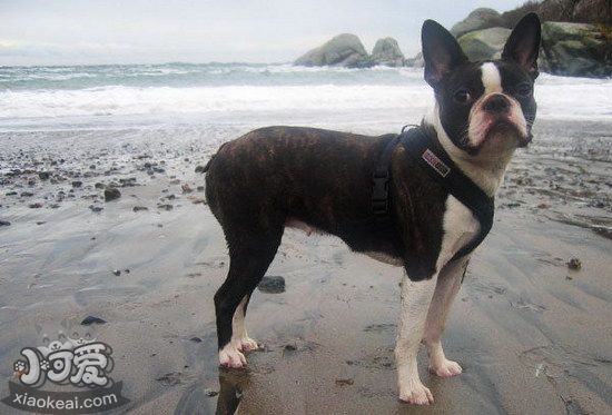 波士頓梗牙齒怎么清潔 波士頓?？谇蛔o理流程1