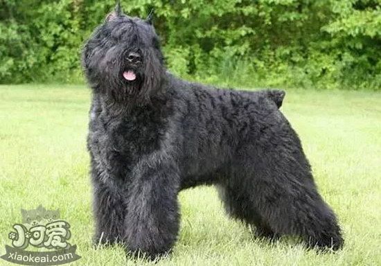 波蘭德斯布比野犬怎么養 波蘭德斯布比野犬飼養方法1