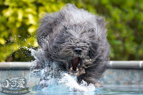 波蘭德斯布比野犬耳朵怎么清潔護理流程1