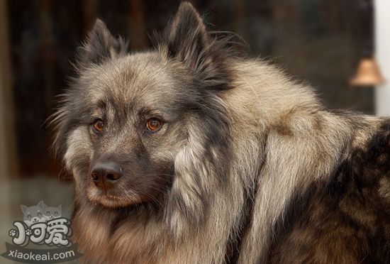 荷蘭毛獅犬怎么洗澡 荷蘭毛獅犬洗澡注意步驟