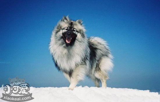 荷蘭毛獅犬養之前要準備什么 荷蘭毛獅犬飼養準備