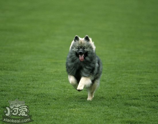 荷蘭毛獅犬翻腸子怎么辦 翻腸子治療方法