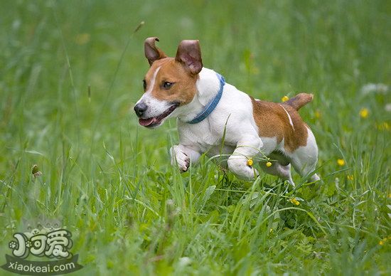 杰克羅素梗怎么養(yǎng) 杰克羅素梗飼養(yǎng)注意事項(xiàng)1