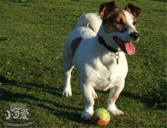 杰克羅素梗耳朵怎么清潔 杰克羅素梗耳朵護理方法1