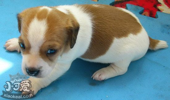 杰克羅素梗嘔吐怎么辦 杰克羅素梗嘔吐拉稀原因及處理方法1