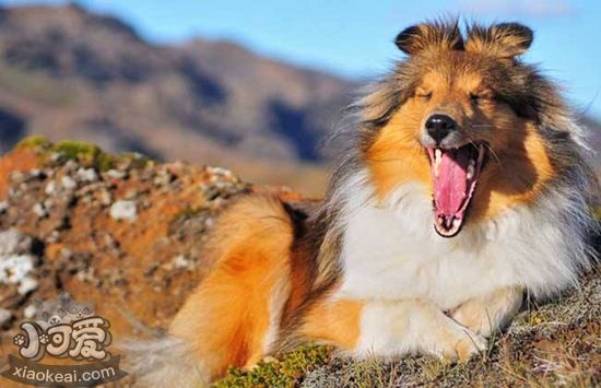 冰島牧羊犬怎么養 冰島牧羊犬喂養要點