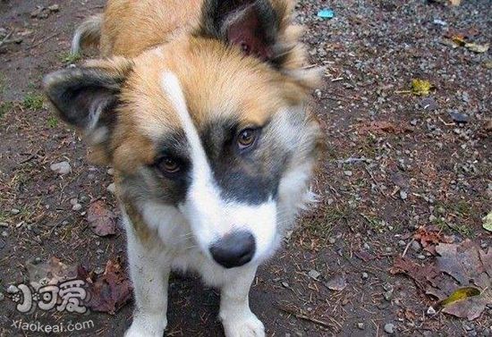 冰島牧羊犬耳朵如何清潔 冰島牧羊犬耳朵清潔方法