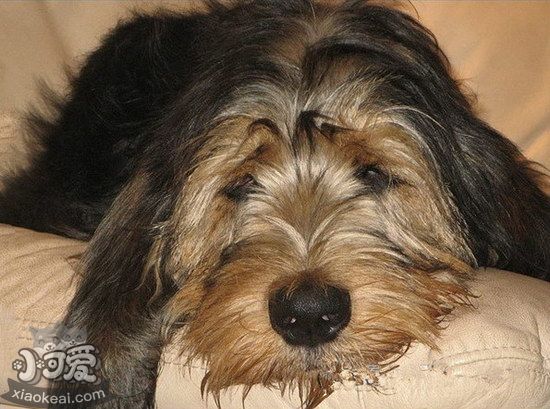 獵水獺犬有寄生蟲怎么處理 奧達(dá)獵犬寄生蟲預(yù)防方法1