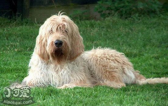 獵水獺犬嘔吐怎么處理 奧達獵犬嘔吐處理方法1