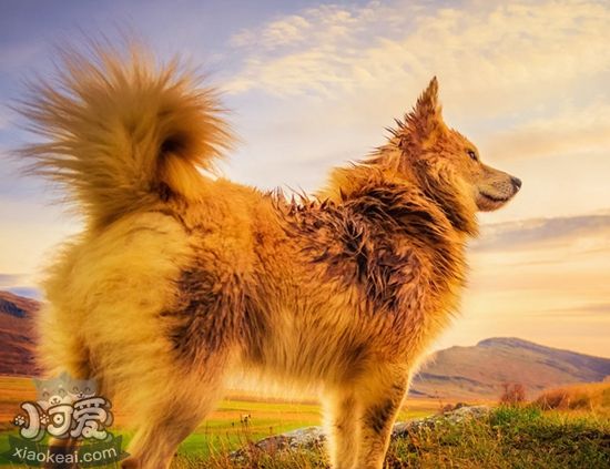 怎么喂冰島牧羊犬吃藥 冰島牧羊犬喂藥技巧