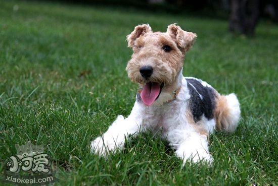 剛毛獵狐梗怎么護理 剛毛獵狐梗護理方法