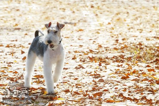 怎么解決剛毛獵狐梗尿失禁 剛毛獵狐梗尿失禁解決方法