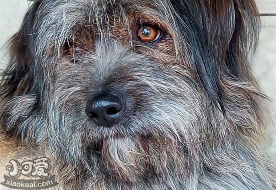 西藏梗耳朵怎么清潔 西藏梗耳朵護理方法1