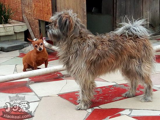 西藏梗牙齒怎么清潔 西藏梗口腔護(hù)理流程1