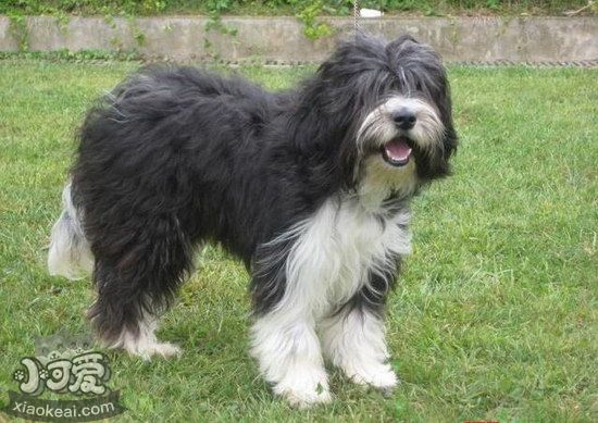 西藏梗有牙結石怎么辦 西藏梗牙結石預防治療方法1