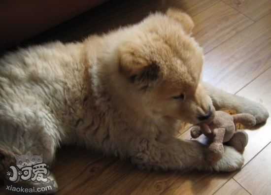 愛(ài)爾蘭獵狼犬不能吃什么東西 愛(ài)爾蘭獵狼犬不能吃食物介紹1