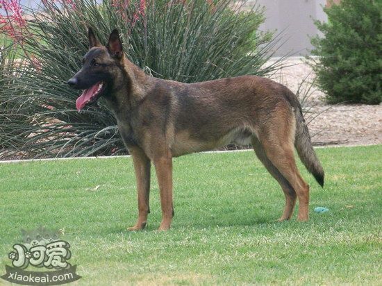 馬里努阿犬牙齒怎么清潔 馬里努阿犬口腔護理流程1