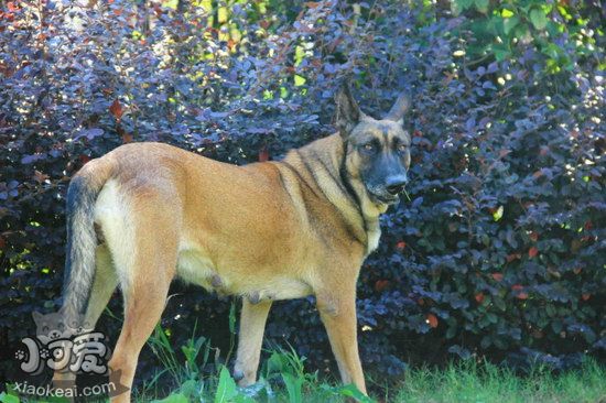 馬里努阿犬有牙結(jié)石怎么辦 馬里努阿犬牙結(jié)石預(yù)防治療方法1